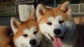 Цуценята akita inu: характеристики породи та середні ціни