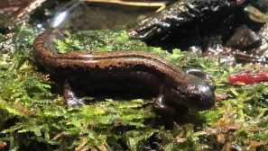 Сибірський углозуб, або чотирирічний тритон (лат. Salamandrella keyserlingii).