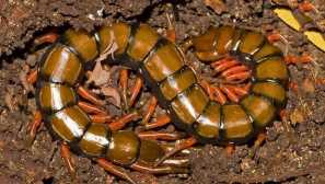 Skolopendra гігантський