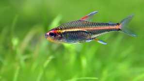 Tetra firefly - erythrosonus: опис, відтворення, сумісність.