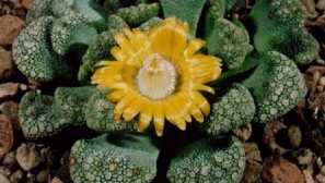 Titanopsis: опис, розведення, догляд, зміст, фото, відео