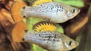 Трикольорова або пестрея, петлія (xiphophorus variatus)