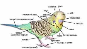 Хвилястий папуга