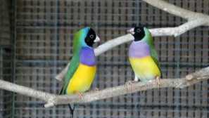 Виберіть клітину для amadin