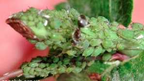 Зелений apple tla