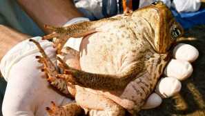 Toad aha (рід жаба)