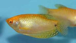 Золотий гурі, наукова назва trichopodus trichopterus.